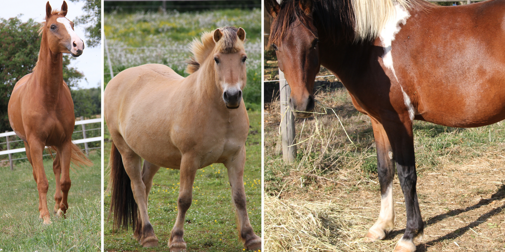 Sans titre-4 gite de groupe en vendée