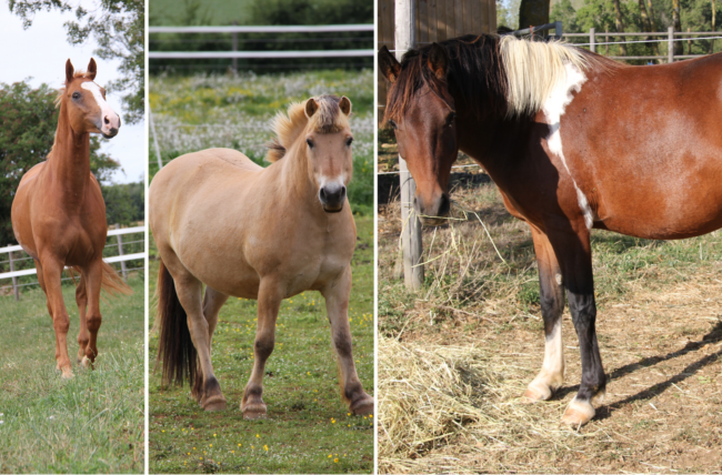 gite de groupe en vendée
