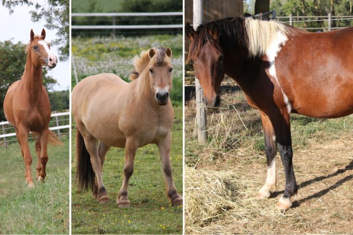 gite de groupe en vendée